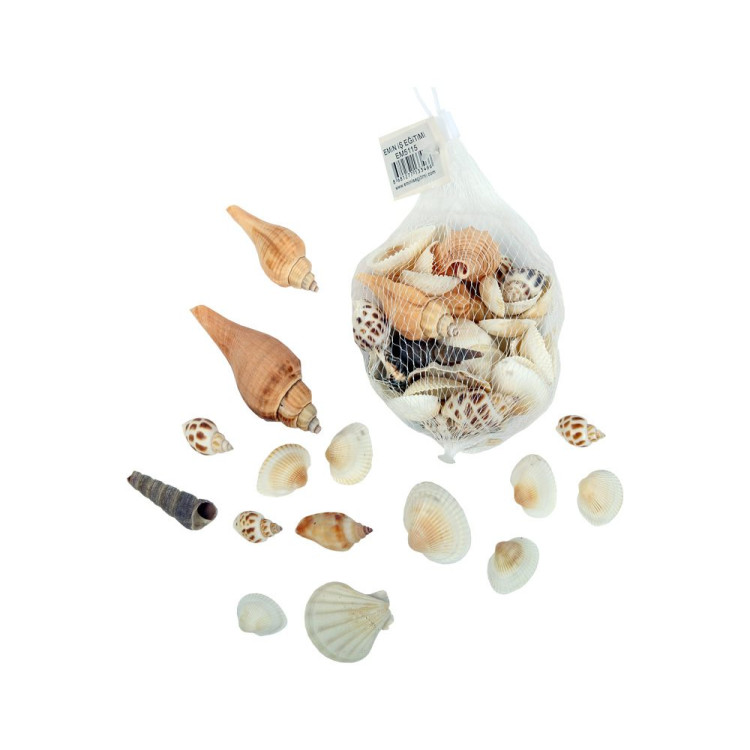 DENİZ KABUGU FİLEDE