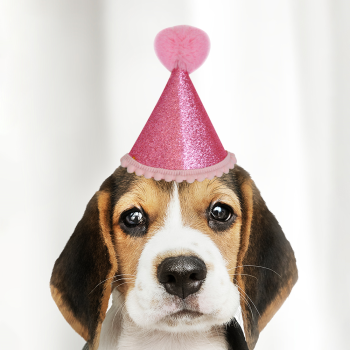 Mini Boy Simli Parti Şapka Mini Boy Simli Parti Şapka