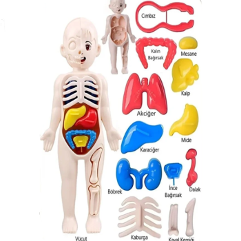 PERA JOCCO İNSAN ANATOMİSİ POŞETLİ 20 CM