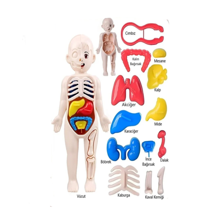 PERA JOCCO İNSAN ANATOMİSİ POŞETLİ 20 CM
