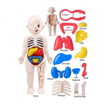 PERA JOCCO İNSAN ANATOMİSİ POŞETLİ 20 CM PERA JOCCO İNSAN ANATOMİSİ POŞETLİ 20 CM