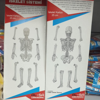 İSKELET SİSTEMİ KARTONDAN 25CM (KARTON KUTUDA) İSKELET SİSTEMİ KARTONDAN 25CM (KARTON KUTUDA)