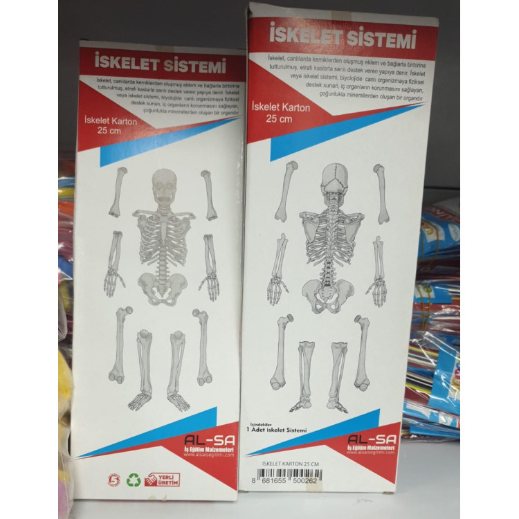 İSKELET SİSTEMİ KARTONDAN 25CM (KARTON KUTUDA) İSKELET SİSTEMİ KARTONDAN 25CM (KARTON KUTUDA)
