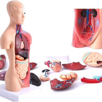 İç Organlar Vücut Anatomisi 28 cm İç Organlar Vücut Anatomisi 28 cm