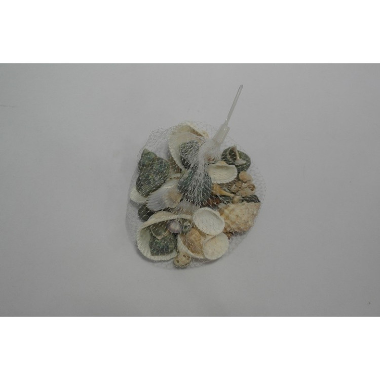 DENİZ KABUGU FİLEDE