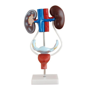 Kadın Boşaltım Sistemi Kadın Boşaltım Sistemi