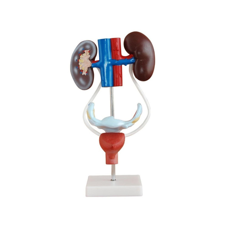 Kadın Boşaltım Sistemi Kadın Boşaltım Sistemi