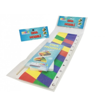 DNA Modeli Seti (10'lu) DNA Modeli Seti (10'lu)