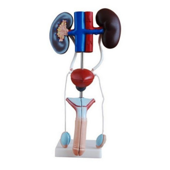 Erkek Boşaltım Sistemi Erkek Boşaltım Sistemi