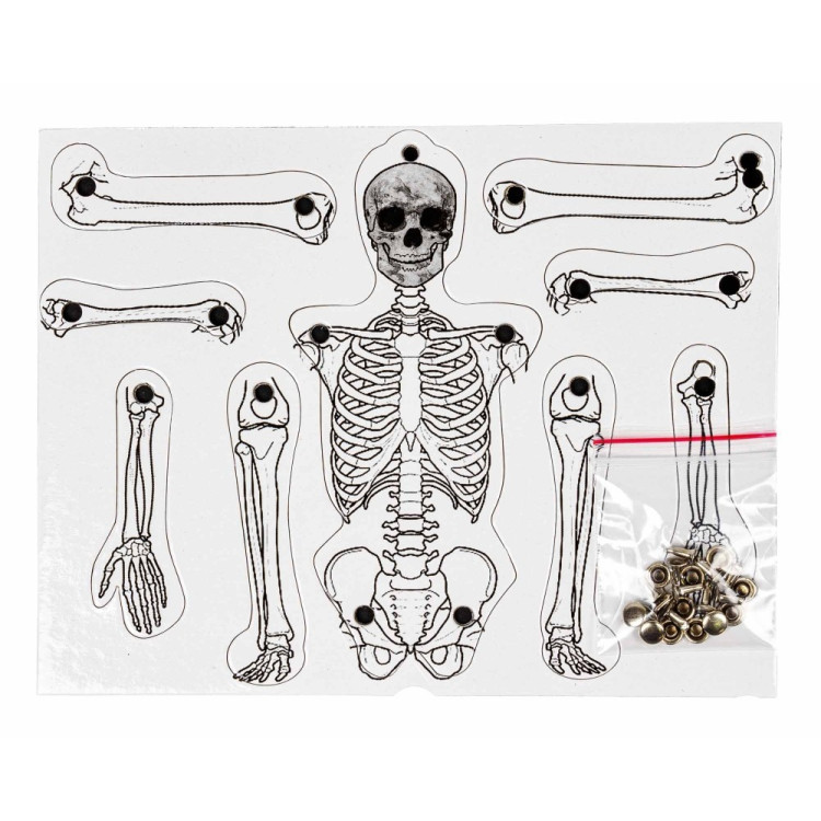 İskelet Mukavva Demonte 25x7cm (BOX10)