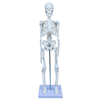 İskelet Sistemi 45cm İskelet Sistemi 45cm