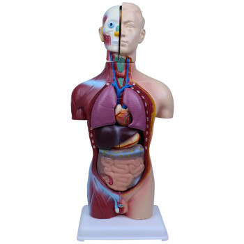 İnsan Vücudu Anatomi Küçük 8 Parça 28 cm İnsan Vücudu Anatomi Küçük 8 Parça 28 cm