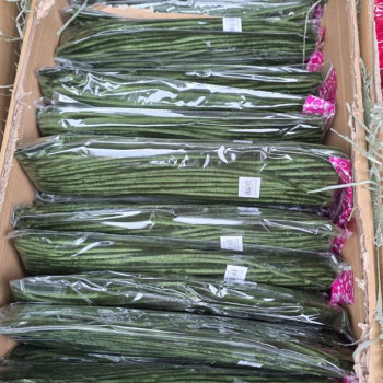 TEK RENK 30CM ŞÖNİL 100LÜ -KOYUYEŞİL