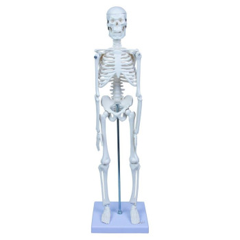 İskelet Sistemi Emin 85cmx25cm İskelet Sistemi Emin 85cmx25cm