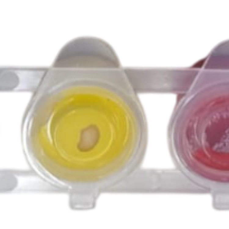 Akrilik Mini Boya Set 3ml 6 Renk Fırça Hediyeli Akrilik Mini Boya Set 3ml 6 Renk Fırça Hediyeli